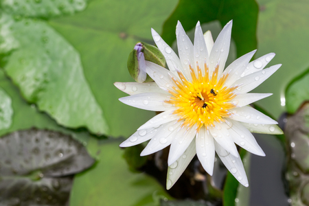 Pink lotus blossoms or water lily flowers blooming on pondの写真素材