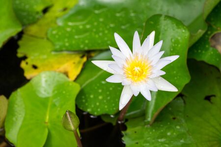 Pink lotus blossoms or water lily flowers blooming on pondの写真素材