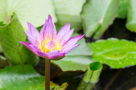Pink lotus blossoms or water lily flowers blooming on pondの写真素材
