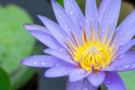 lotus blossoms or water lily flowers blooming on pondの写真素材