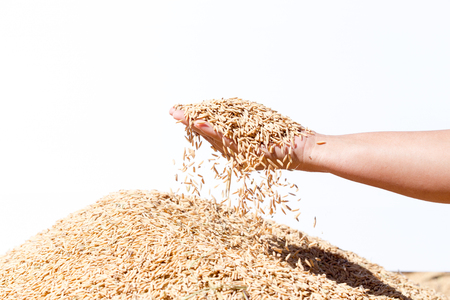 hand hold paddy rice on white backgroundの写真素材
