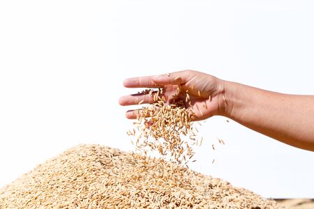 hand hold paddy rice on white backgroundの写真素材