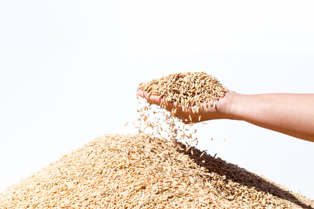 hand hold paddy rice on white backgroundの写真素材