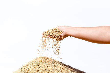 hand hold paddy rice on white backgroundの写真素材