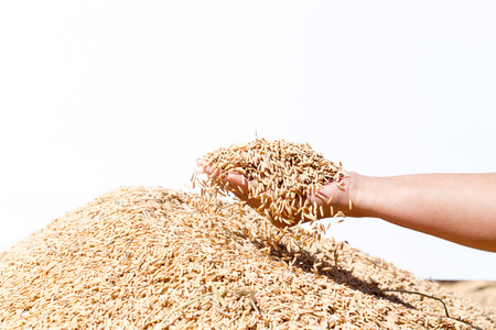 hand hold paddy rice on white backgroundの写真素材