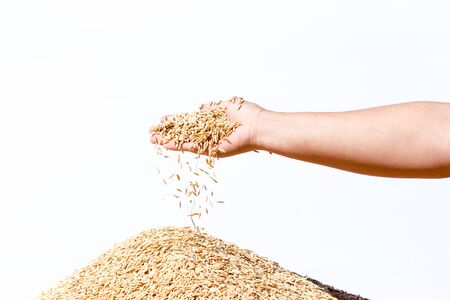 hand hold paddy rice on white backgroundの写真素材