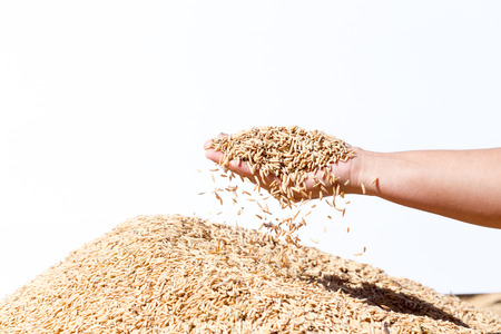 hand hold paddy rice on white backgroundの写真素材