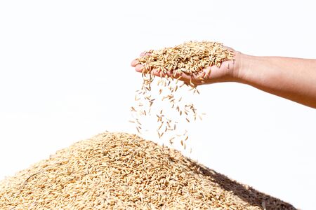 hand hold paddy rice on white backgroundの写真素材