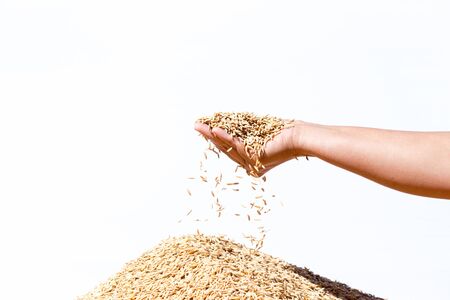 hand hold paddy rice on white backgroundの写真素材