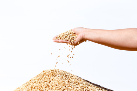 hand hold paddy rice on white backgroundの写真素材