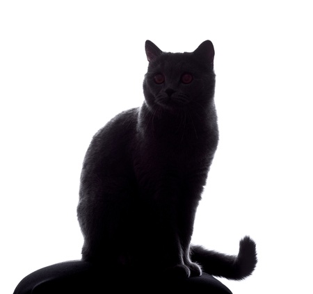 cat silhouette sitting on white backgroundの写真素材
