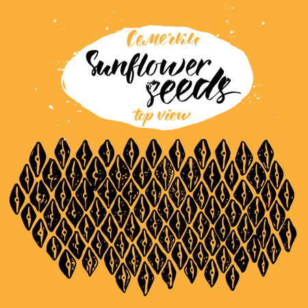 Sketch sunflower seeds. Top view.のイラスト素材