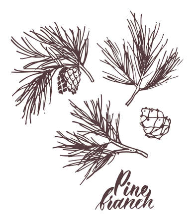 Hand drawn pine branch with cones on white background. Vector illustration.のイラスト素材