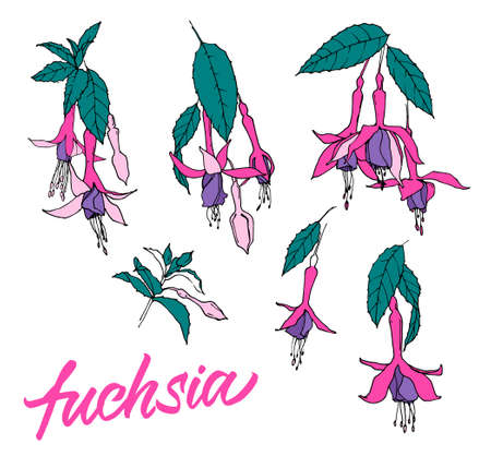 Set of illustrations of flowers and leaves of fuchsia isolated on white background.のイラスト素材