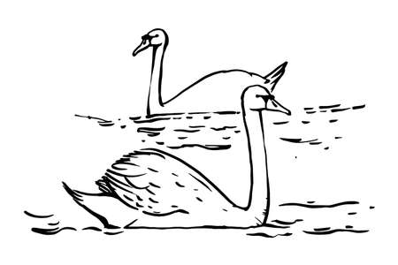 Black and white drawing of a pair of swans on a white background.のイラスト素材
