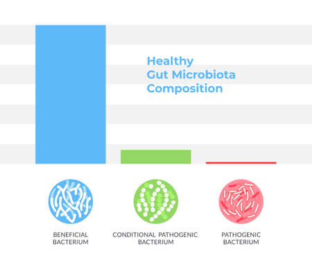 Healthy Gut Microbiota Composition Infographics. Vector illustration on white background.のイラスト素材
