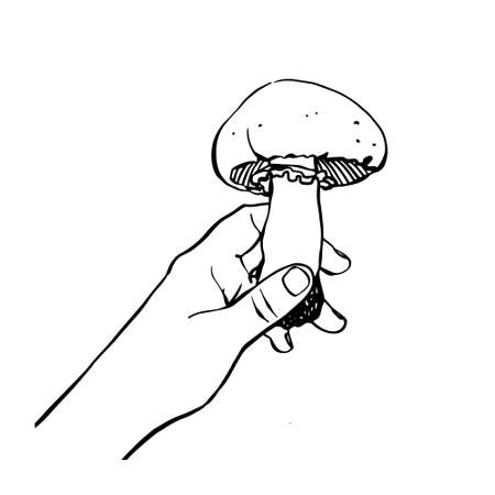 Hand holding a mushroom champignon. Vector hand drawn illustration on white background.のイラスト素材