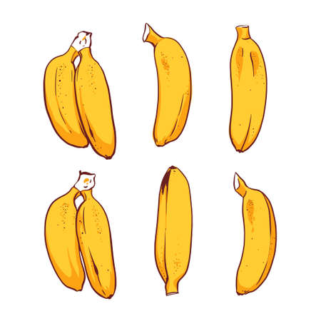 Set of yellow mini bananas. Sketch drawing. Vector illustration on white background.のイラスト素材