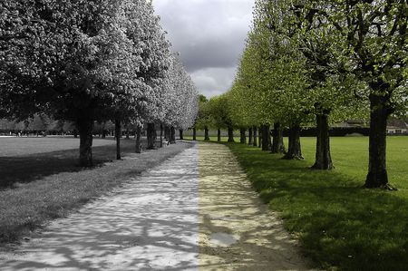 Footpath in the forest. Half coloured and half black & white pictureの写真素材