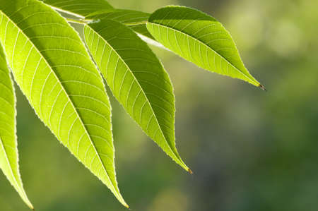 Green leaves photographed in sunshine backlite