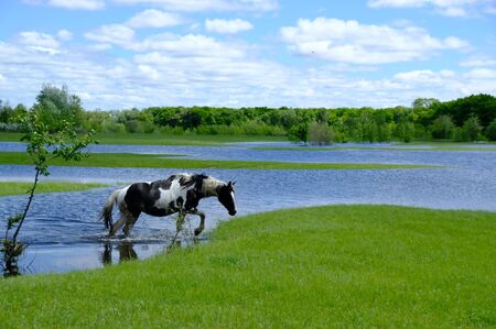 Horses drinking on the water placeの写真素材