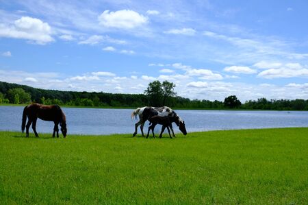 Horse with colt grazing on green grass fieldの写真素材