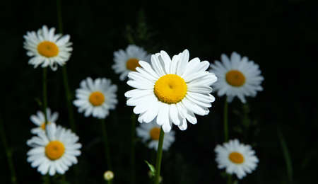 beautiful white daisies closeup; summerの写真素材