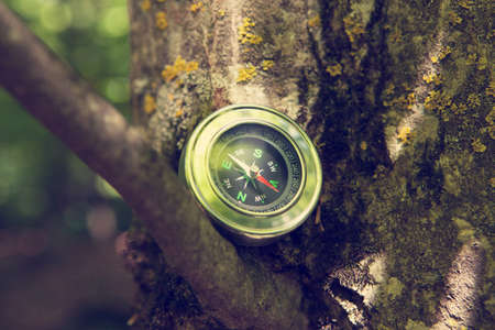Compass on a log in the forest. navigation, search for roads and tracks.