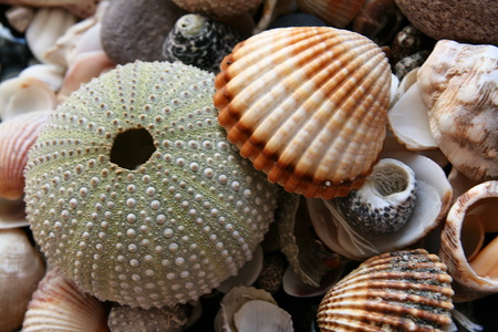 Background with the shells and the sea urchinsの写真素材