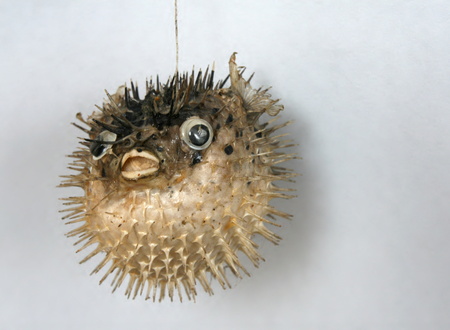 Sea hedgehog on the white backgroundの写真素材