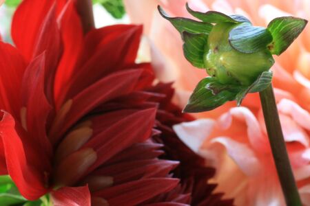 Close up of flowering dahliaの写真素材