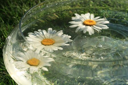 Daisys blooms in the waterの写真素材