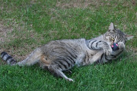 Tabby cat playing with the mouse
