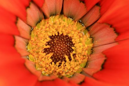 Close up of red flowerの写真素材