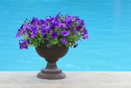 Violet flowers in the flower pot