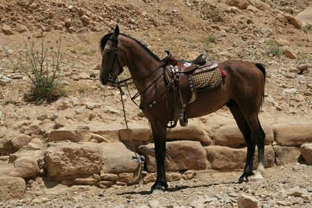 Brown wild horse in desertの写真素材