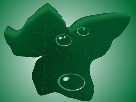 Ivy leaf with the waterdropsのイラスト素材