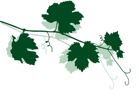 Green silhouette of vine leavesのイラスト素材