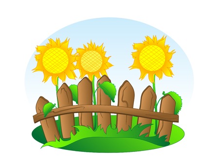 Sunflowers behind the wooden fenceのイラスト素材