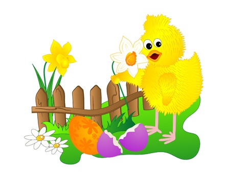 Coloured Easter eggs and the yellow chickのイラスト素材