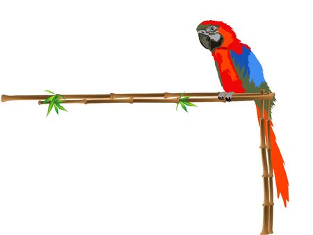 Red parrot sitting on a bamboo frameのイラスト素材