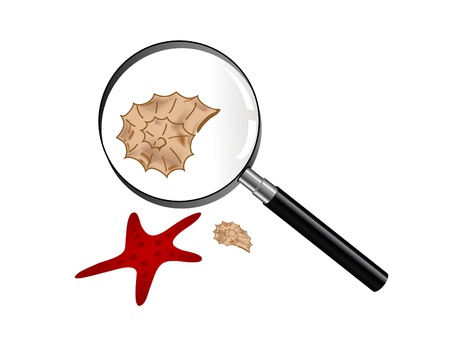 Seashells and starfish under magnifying glassのイラスト素材
