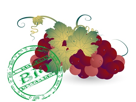 Fresh grapes with bio stampのイラスト素材