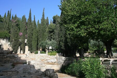 Olive trees in Garden of Gethsemane, Jerusalemの写真素材