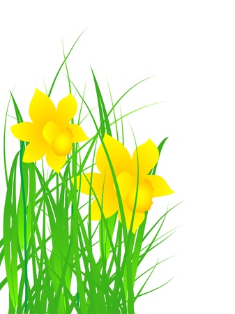 Yellow daffodils in the grassのイラスト素材