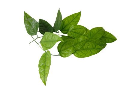 Yanang has a variety of properties. Because it is cold. Contains natural chlorophyll. And there are many vitamins to the body.の写真素材