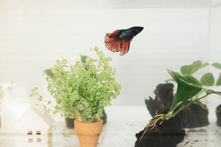 Beautiful fish in glass cabinet for those who like to party.の写真素材