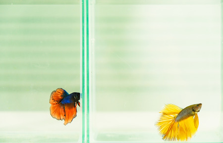 Beautiful fish in glass cabinet for those who like to party.の写真素材