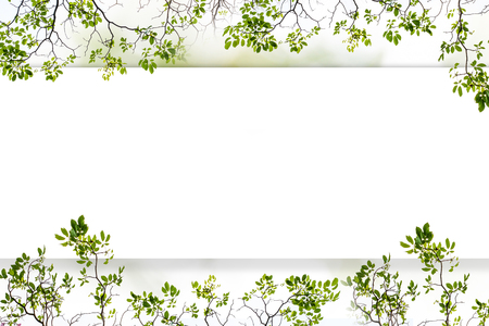 The white wood floor has trees and pink flowers as the background.の写真素材