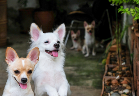 Four healthy puppies, cute, standing and sitting in the fence